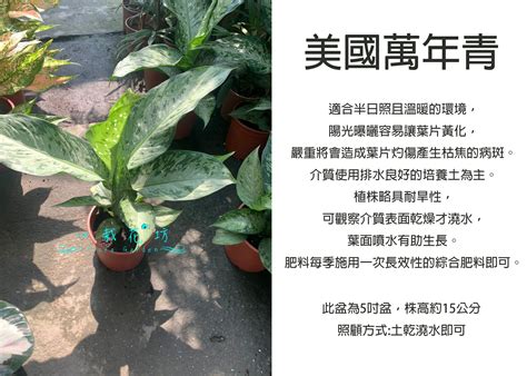 美國萬年青|美國萬年青：四季常青的室內植物之選 – 植物盆栽綠寶典